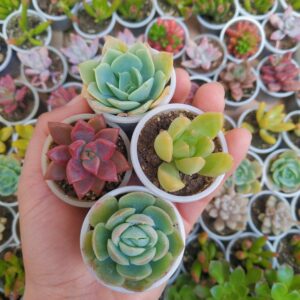 Mini Suculenta