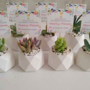 Suculenta con Macetita Blanca